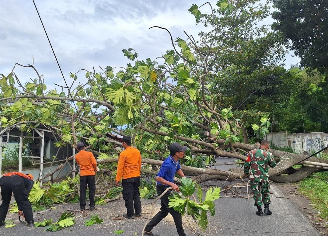 Cuaca Ekstrem Hantam Bandar Lampung, BPBD Catat Ratusan Pohon Tumbang
