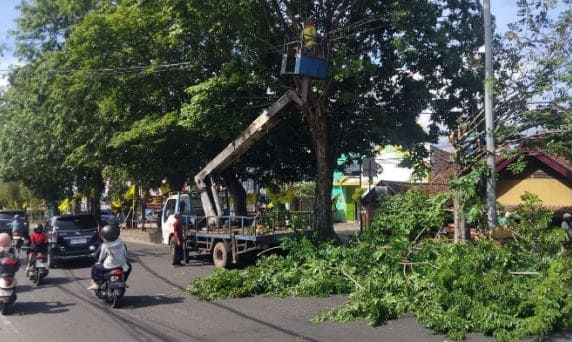 Antisipasi Pohon Tumbang, Pemkot Pangkas Pohon Tua dan Lapuk